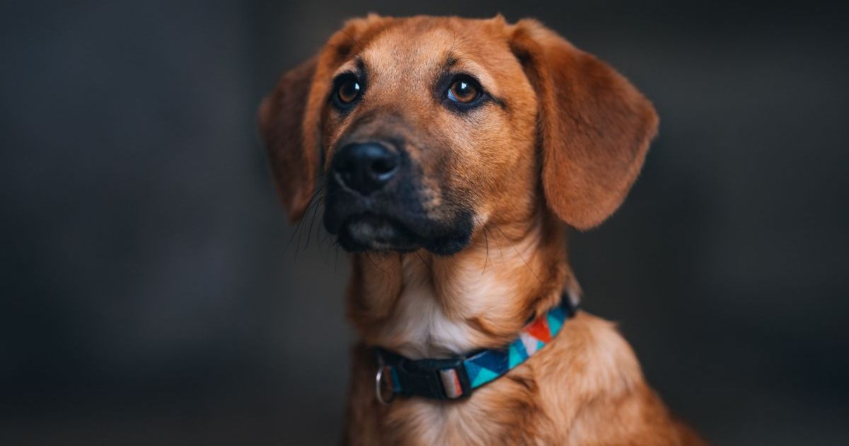 Une infirmière texane adopte le chien d’un patient décédé après l’avoir cherché pendant des jours
