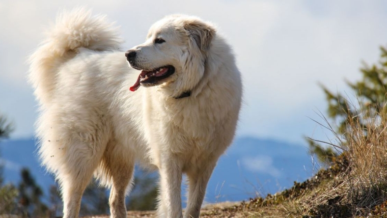Les pompiers ont descendu une montagne de l’Oregon avec un chien de plus de 100 kg