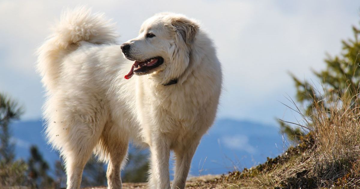 Les pompiers ont descendu une montagne de l’Oregon avec un chien de plus de 100 kg