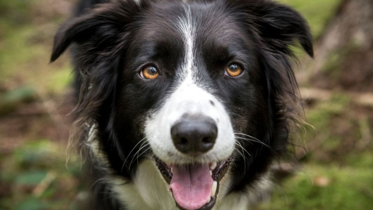 Un chien meurt chez un toiletteur, le propriétaire de l’entreprise est accusé de trafic de stupéfiants