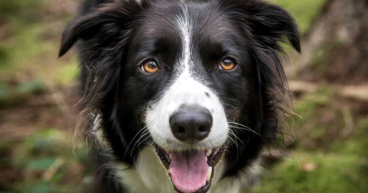 Un chien meurt chez un toiletteur, le propriétaire de l’entreprise est accusé de trafic de stupéfiants