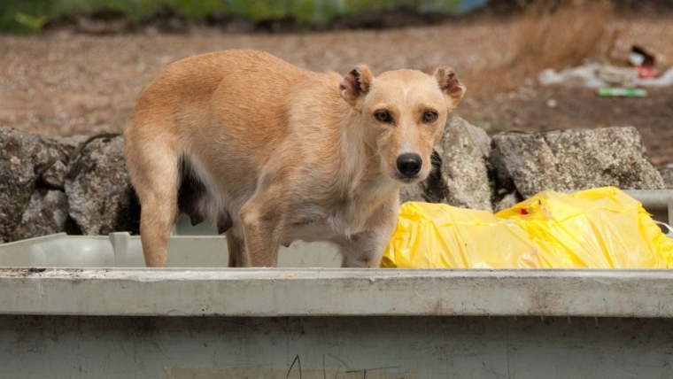 Un chien abandonné dans une benne à ordures est sauvé par un sauveteur de Caroline du Sud