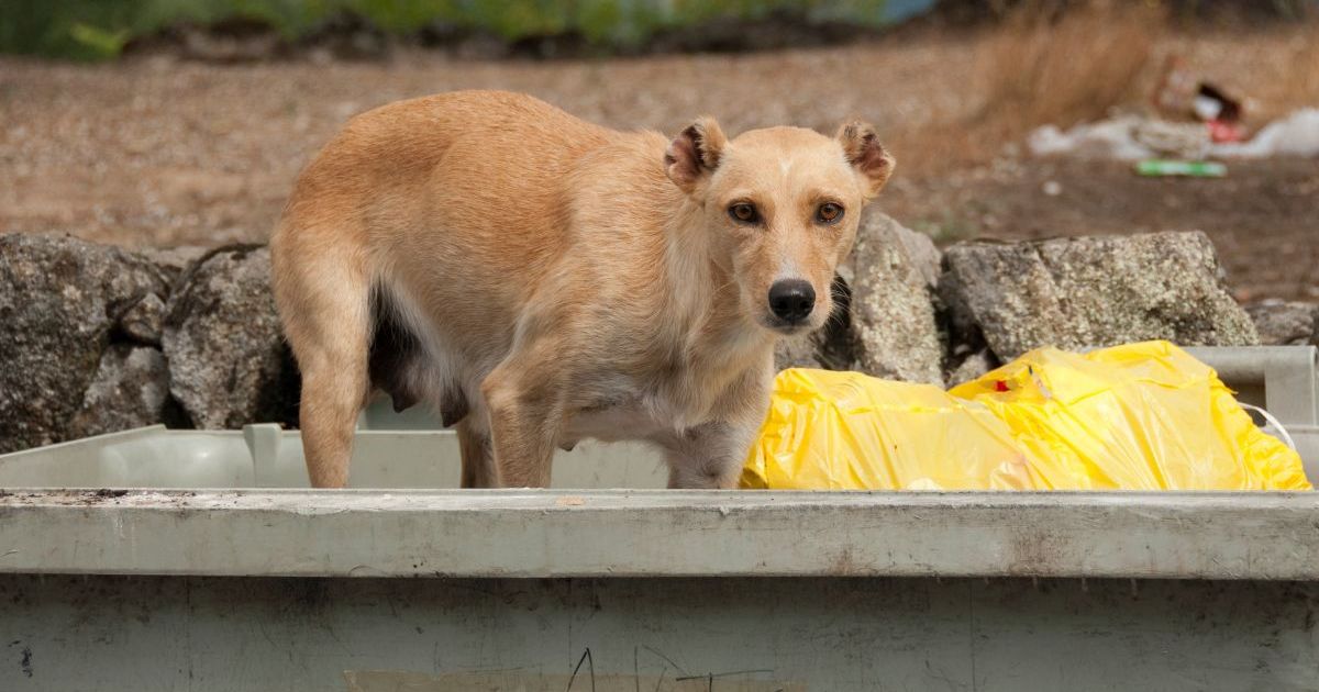 Un chien abandonné dans une benne à ordures est sauvé par un sauveteur de Caroline du Sud