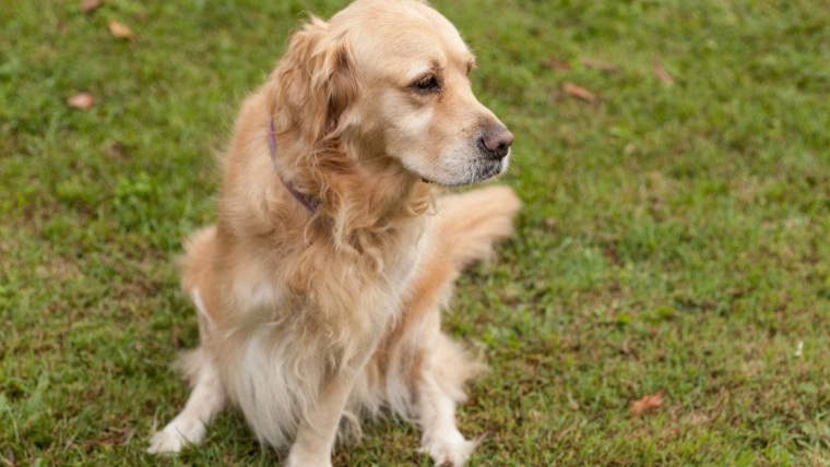 Le pique-nique des trois pattes bat un record et rend hommage aux chiens handicapés