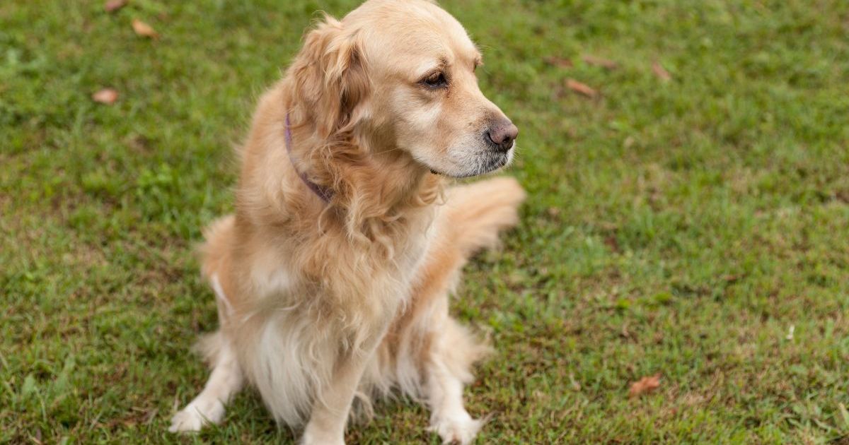 Le pique-nique des trois pattes bat un record et rend hommage aux chiens handicapés