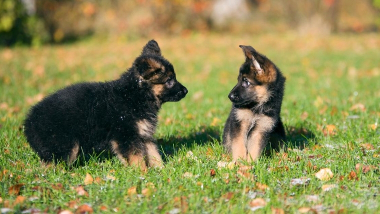 4 chiots berger allemand abandonnés dans une église de Géorgie