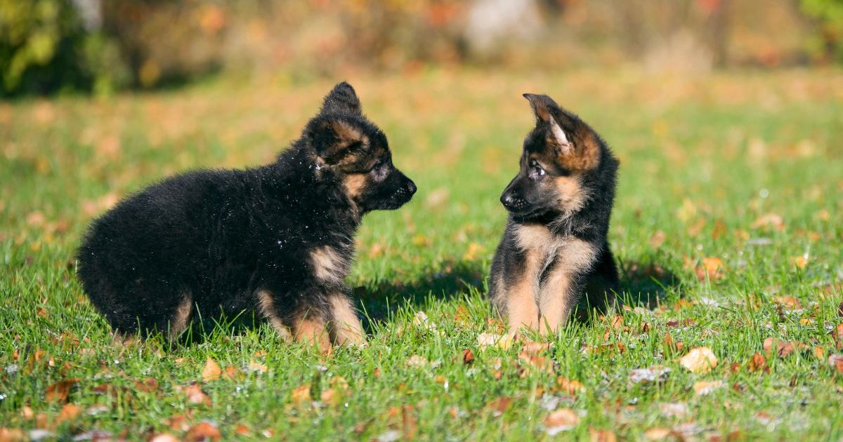 4 chiots berger allemand abandonnés dans une église de Géorgie