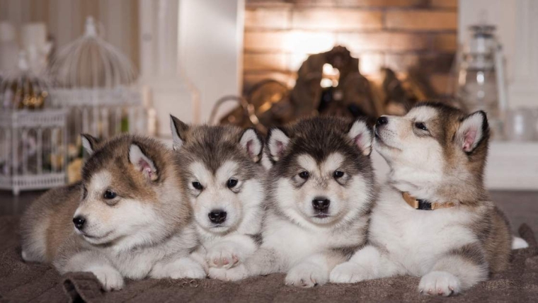Photos et faits concernant les chiots malamutes d’Alaska