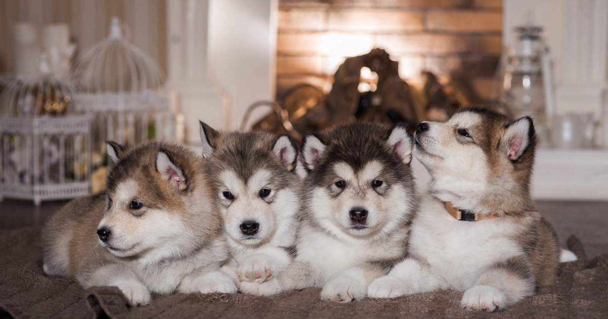 Photos et faits concernant les chiots malamutes d’Alaska