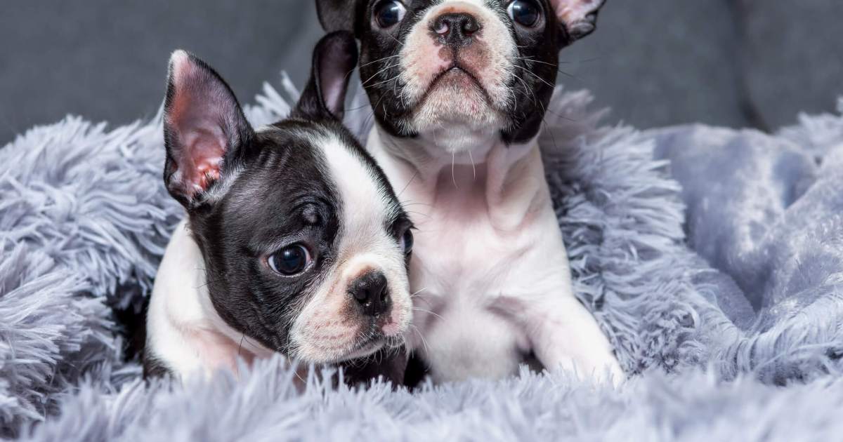 Photos et faits sur les chiots terriers de Boston