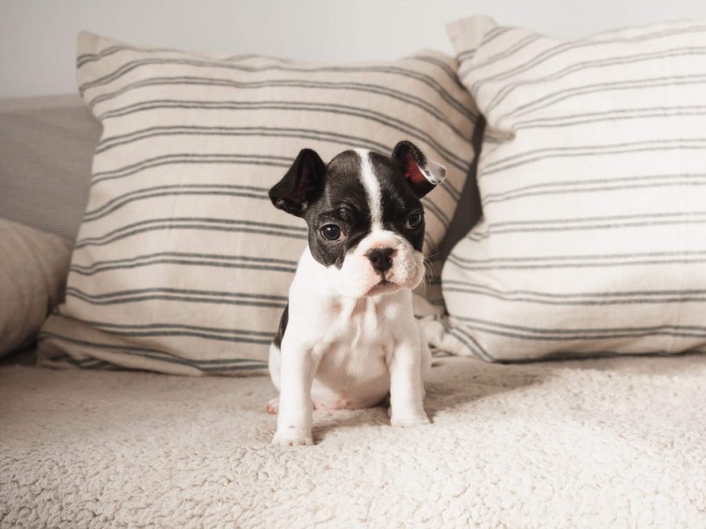 Chiot Boston Terrier sur un canapé.