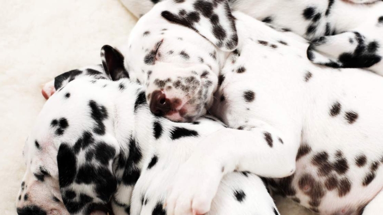 Photos et faits concernant les chiots dalmatiens