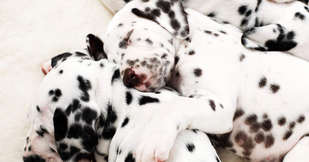 Photos et faits concernant les chiots dalmatiens