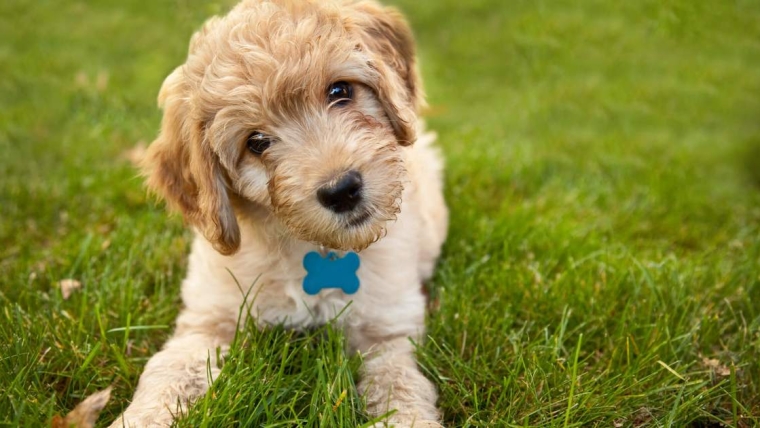 Photos et faits sur le chiot Goldendoodle