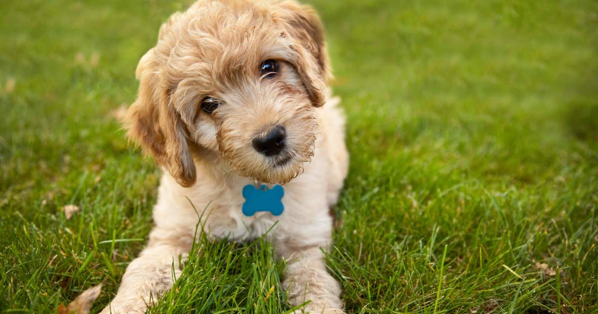 Photos et faits sur le chiot Goldendoodle