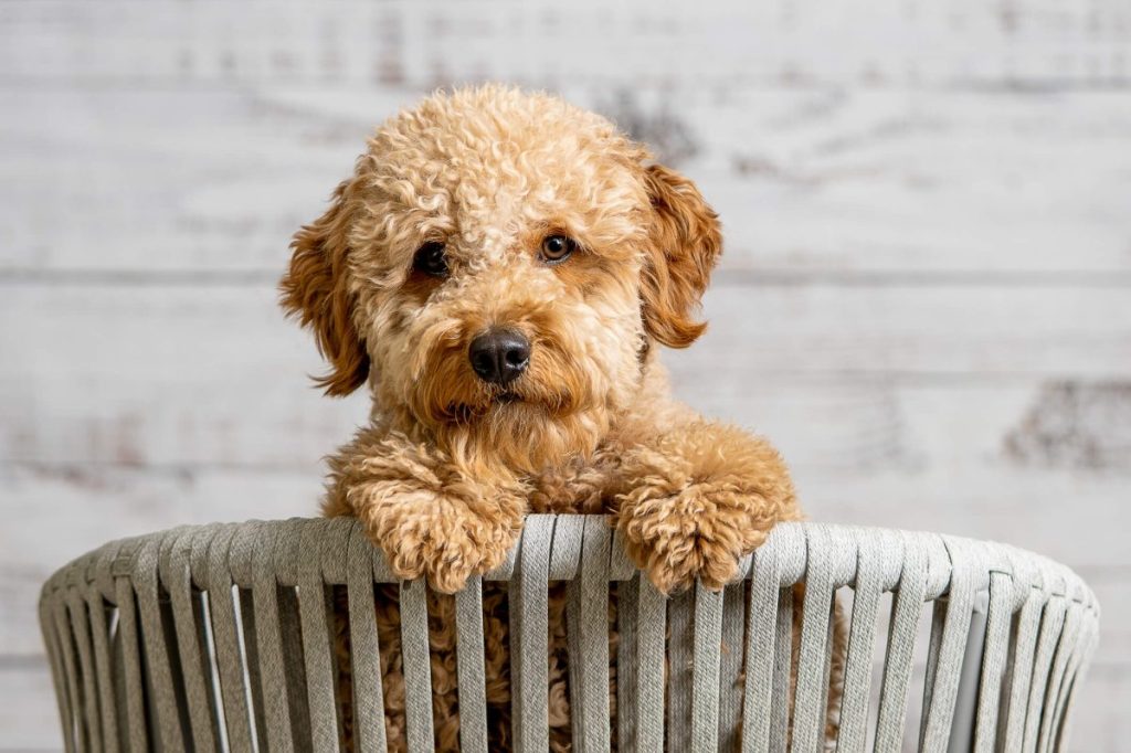 Chiot Mini Goldendoodle.