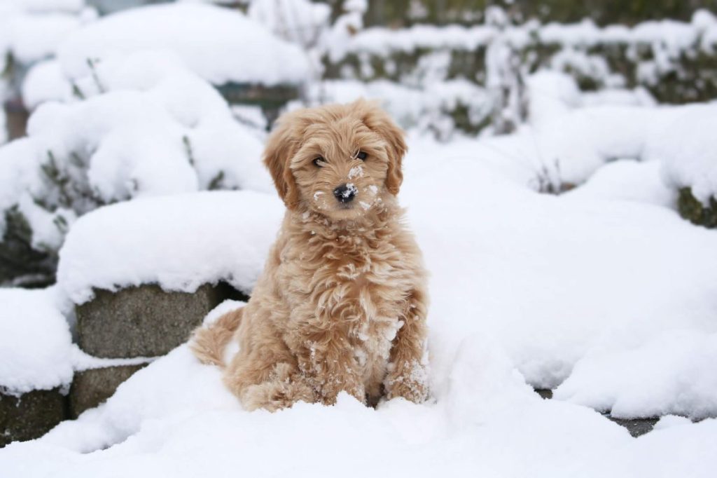 Chiot Goldendoodle dans la neige.