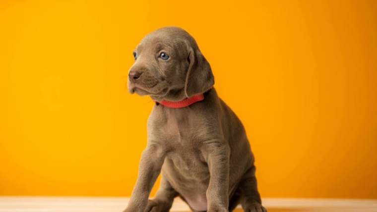 Chiot Weimaraner : photos et faits