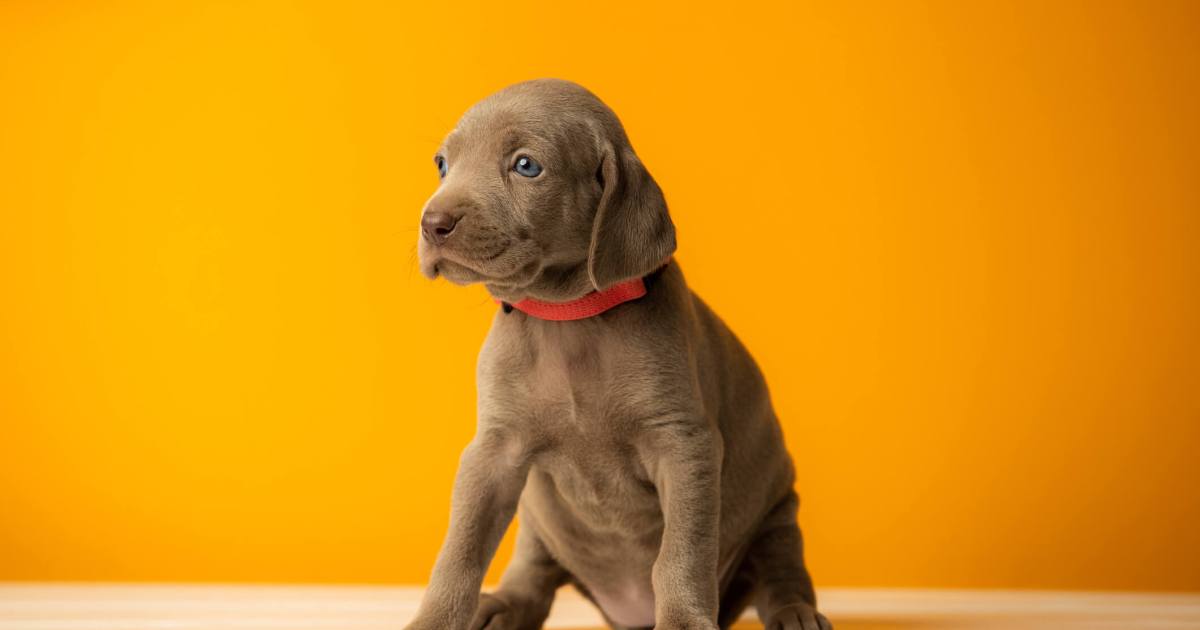 Chiot Weimaraner : photos et faits