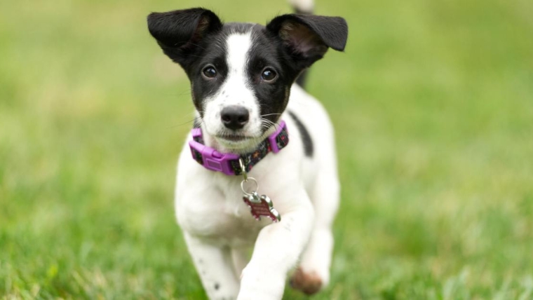 Terrier Jack Russell : photos et faits