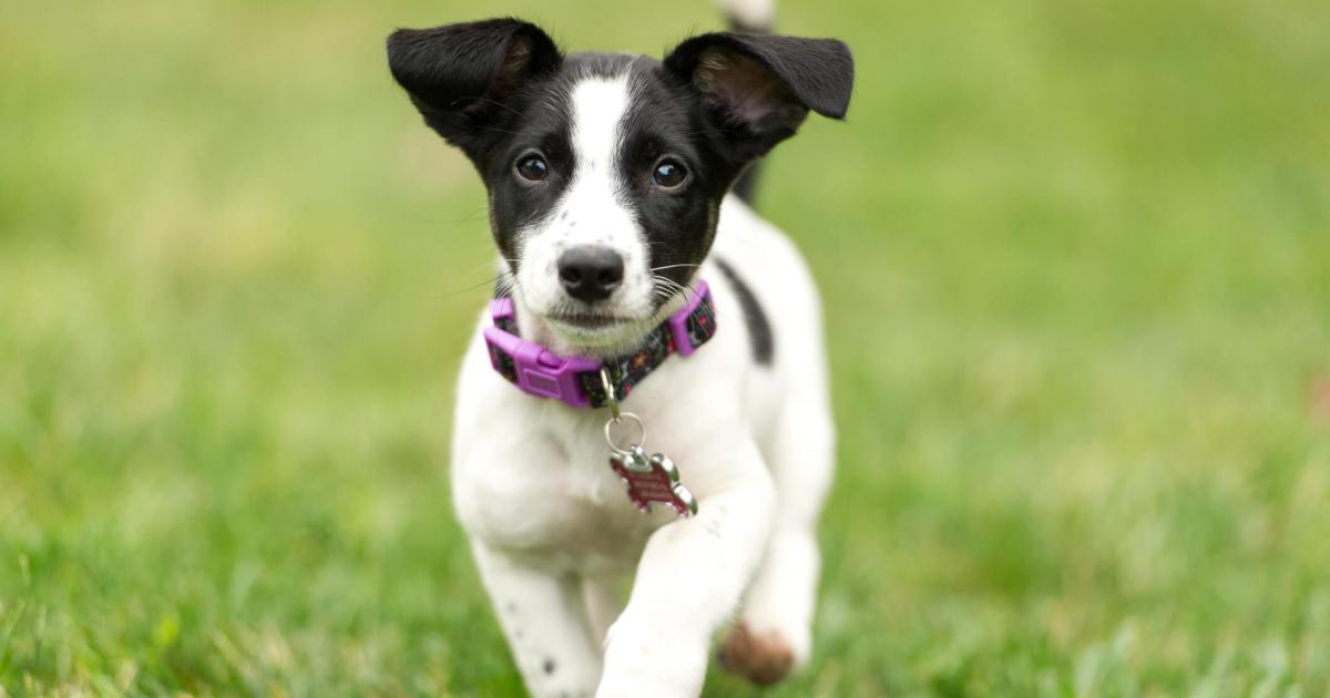 Terrier Jack Russell : photos et faits