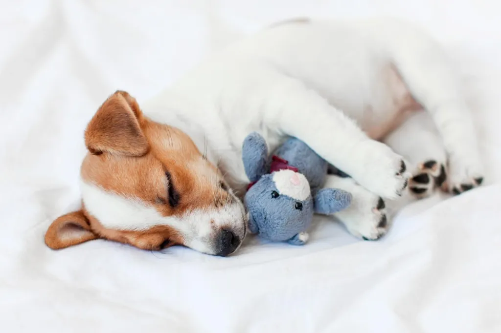 Chiot Jack Russell Terrier dormant avec une peluche.