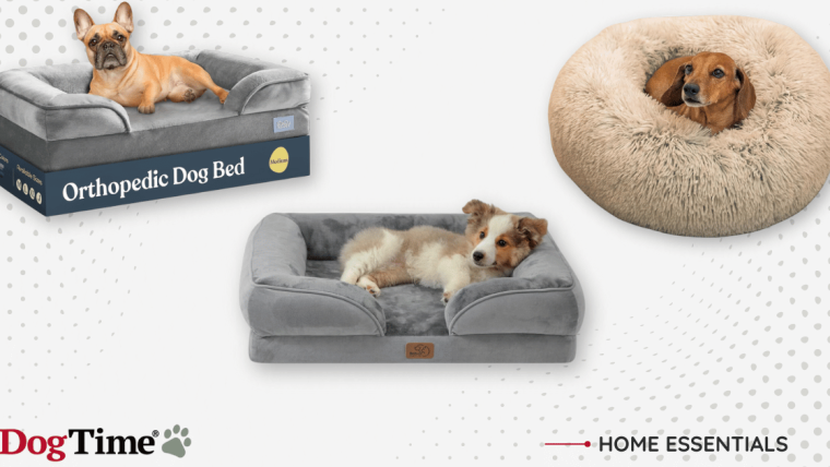 9 meilleurs lits pour chiens pour que votre toutou puisse s’endormir confortablement