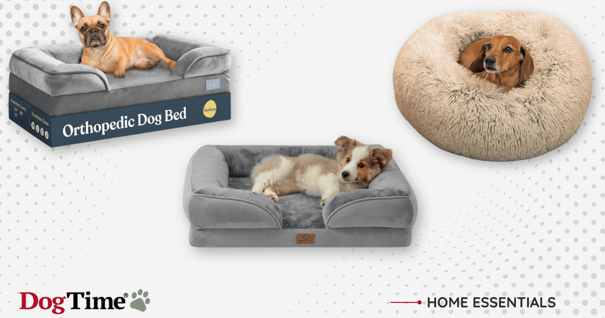 9 meilleurs lits pour chiens pour que votre toutou puisse s’endormir confortablement