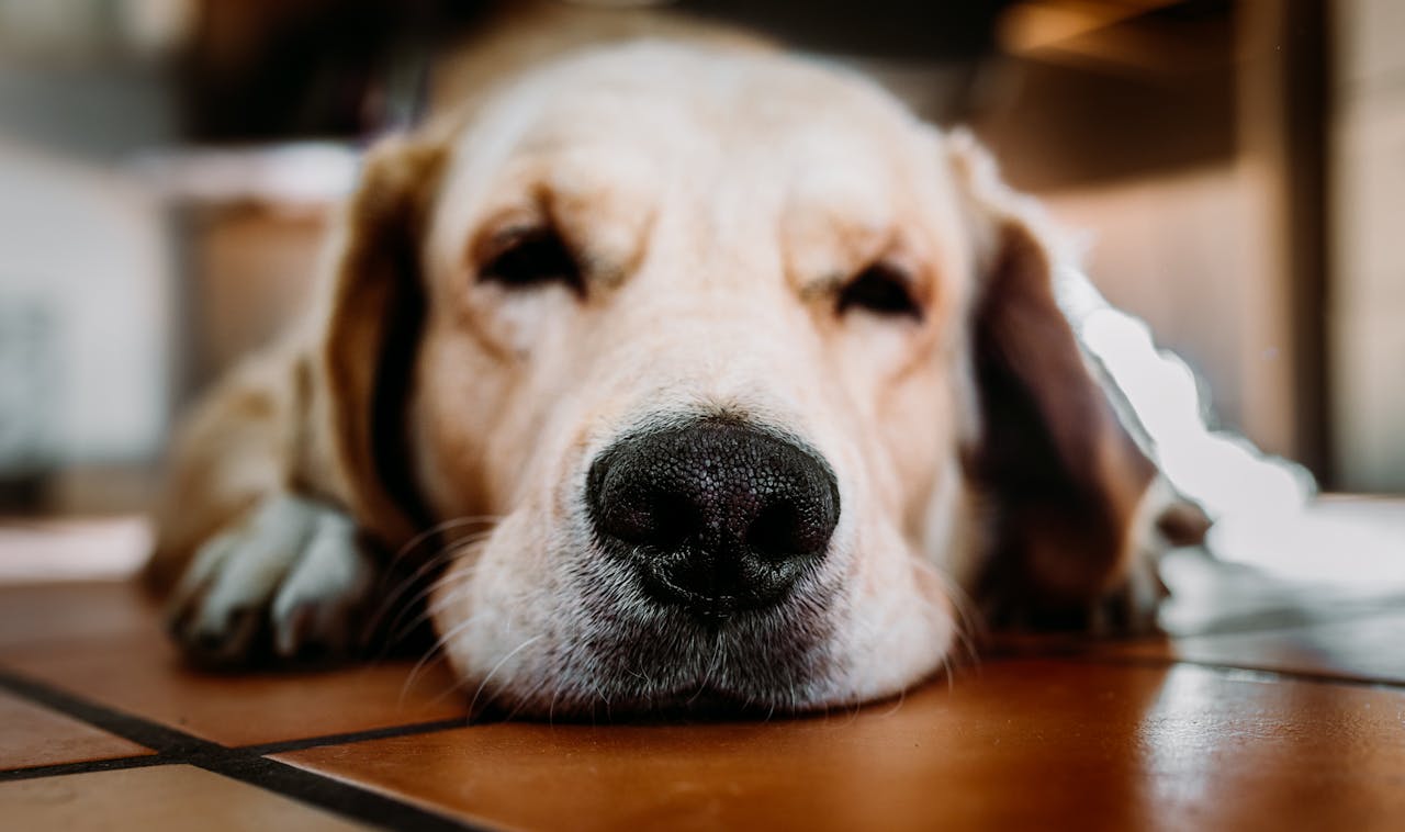Pourquoi le nez de mon chien coule-t-il ?
