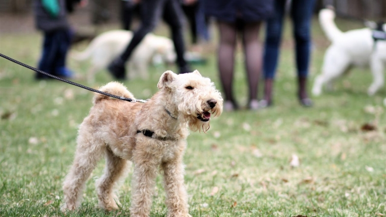 Comment les chiens attrapent-ils la toux de chenil ?