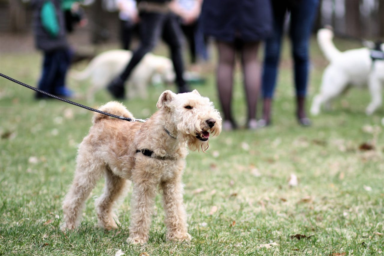 Comment les chiens attrapent-ils la toux de chenil ?