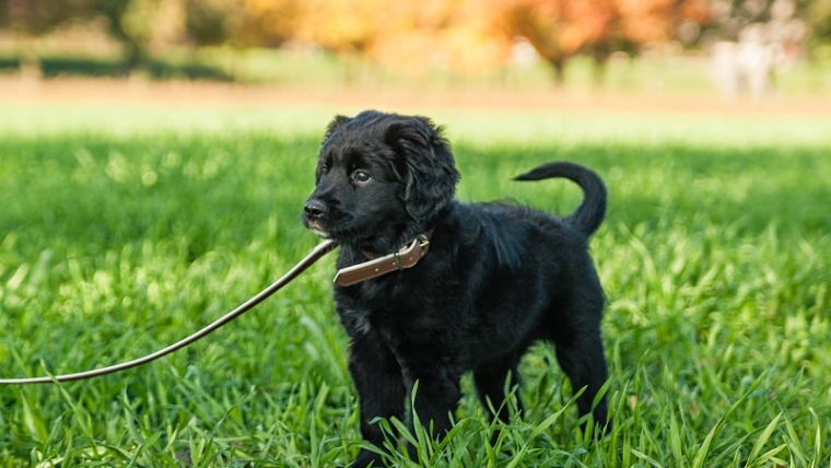 Le parvovirus chez le chien : Symptômes et traitement