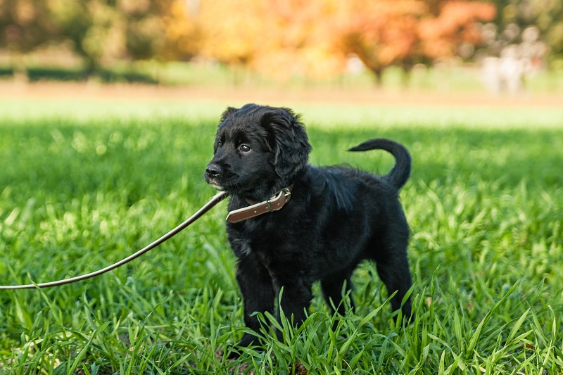 Le parvovirus chez le chien : Symptômes et traitement