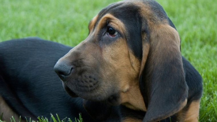 Un chien disparu retrouve sa famille après 6 ans en Floride