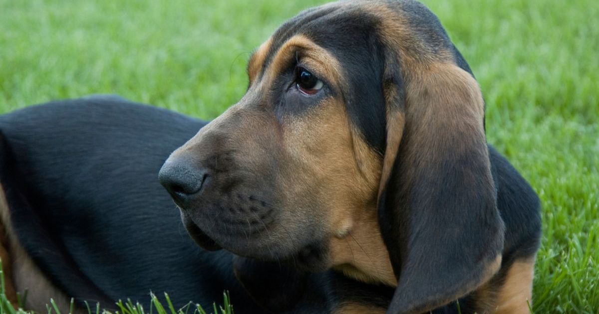 Un chien disparu retrouve sa famille après 6 ans en Floride
