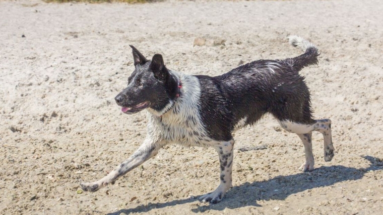 Un chien trouvé en train de pagayer à plus d’un kilomètre de la côte est secouru en Floride