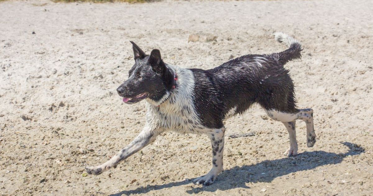 Un chien trouvé en train de pagayer à plus d’un kilomètre de la côte est secouru en Floride