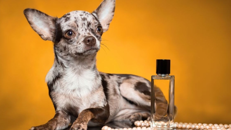 Dolce & Gabbana lance le parfum Fefé pour chiens, les vétérinaires n’en sont pas fans