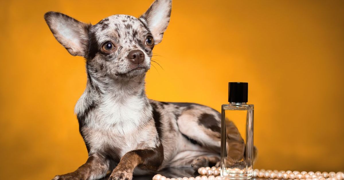 Dolce & Gabbana lance le parfum Fefé pour chiens, les vétérinaires n’en sont pas fans
