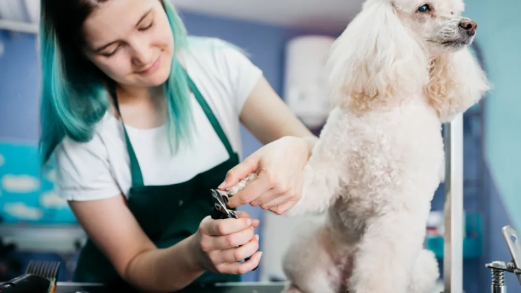 Comment trouver le meilleur toiletteur pour votre animal de compagnie