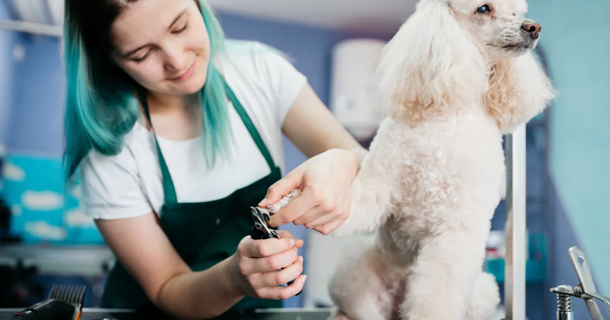 Comment trouver le meilleur toiletteur pour votre animal de compagnie