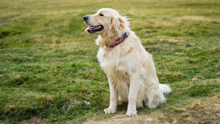 Un chien de Pennsylvanie sauve son maître après une chute de 20 pieds et une blessure à la hanche
