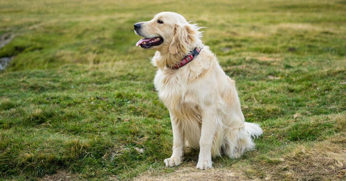 Un chien de Pennsylvanie sauve son maître après une chute de 20 pieds et une blessure à la hanche