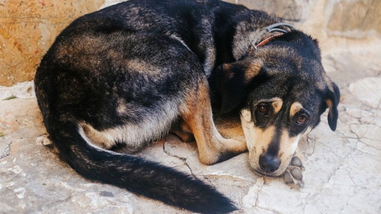 Un couple bienveillant adopte un chien disparu après que ses propriétaires l’aient abandonné