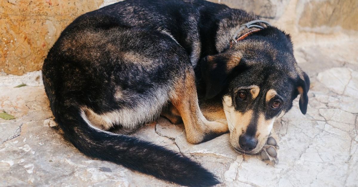 Un couple bienveillant adopte un chien disparu après que ses propriétaires l’aient abandonné