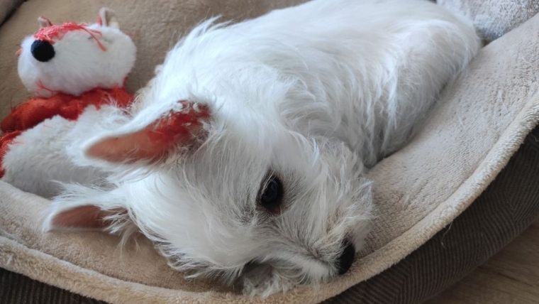 Un chien bien-aimé ingère de la marijuana lors d’une promenade au Royaume-Uni
