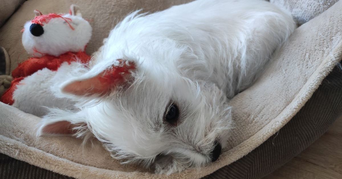 Un chien bien-aimé ingère de la marijuana lors d’une promenade au Royaume-Uni