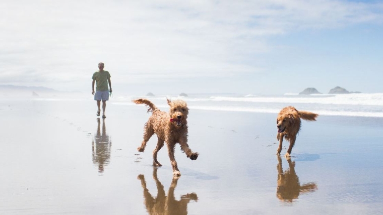 Un Golden Retriever de Caroline du Sud sauve un caniche d’un coyote