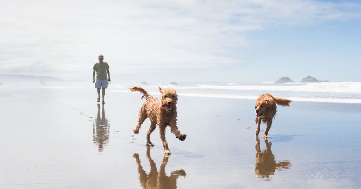 Un Golden Retriever de Caroline du Sud sauve un caniche d’un coyote