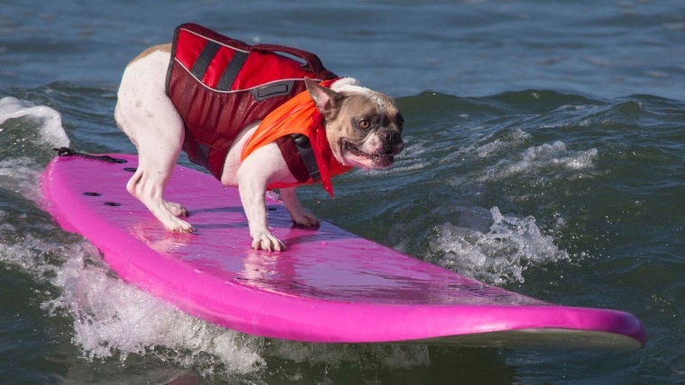Les championnats du monde de surf pour chiens permettent aux chiens d’attraper des vagues